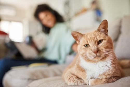 適度な距離感で過ごす猫と飼い主