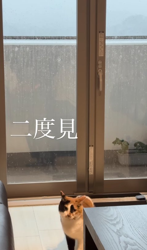 イカ耳になっているテーブル近くにいる猫