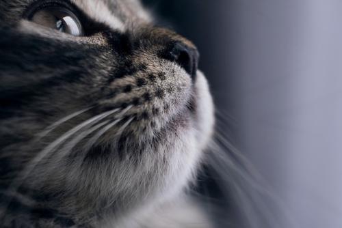 猫の白黒写真