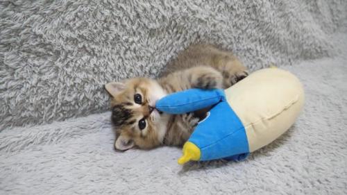 ペンギンの手をつかみ、じゃれつく猫