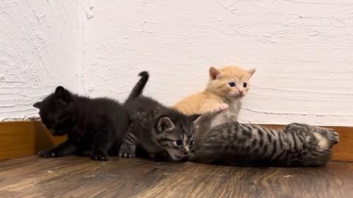 にゃんプロ中（手を振り上げる茶トラと転がる3匹の子猫）