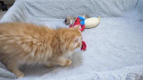 子猫とぬいぐるみに近づく兄猫