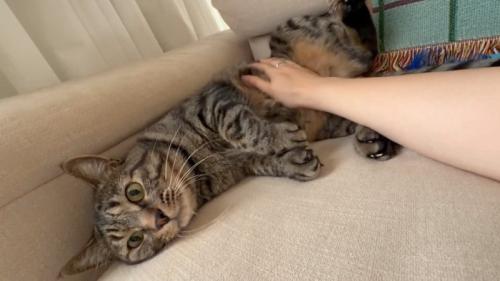 お腹を撫でられる猫