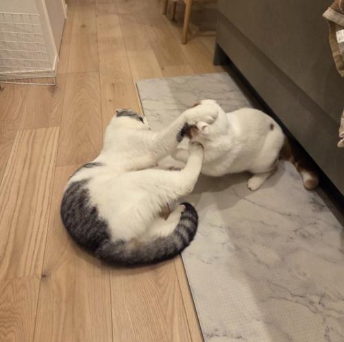 ケンカをする2匹の猫