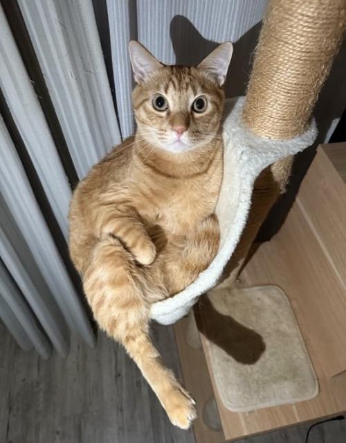 傾いたハンモックに乗る茶トラ猫