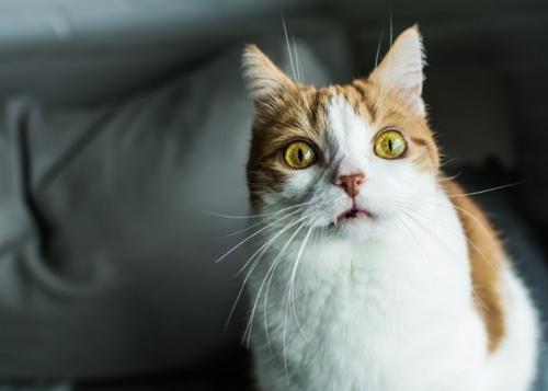 おびえた感じの猫