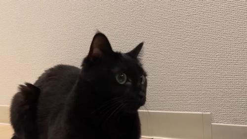 香箱座り