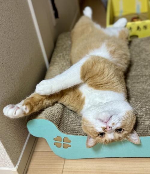 カメラ目線の猫