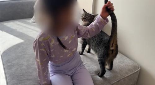 しっぽをさわられている猫