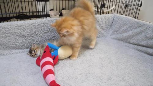 ぬいぐるみにじゃれつく兄猫