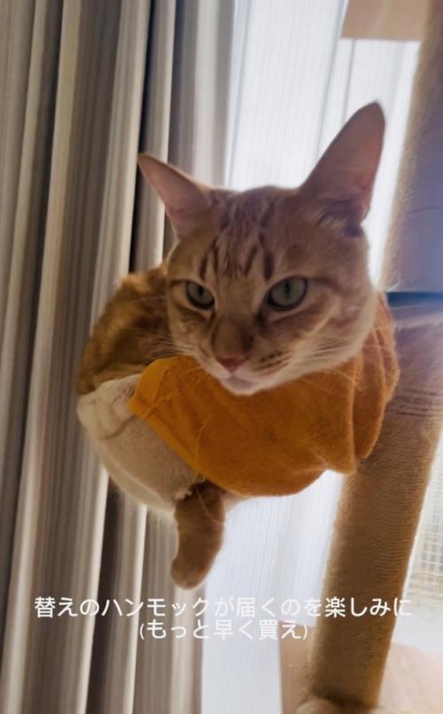 ハンモックでくつろぐ茶トラ猫