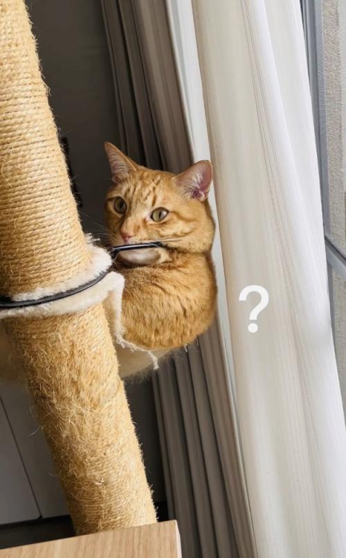 ハンモックでくつろぐ茶トラ猫