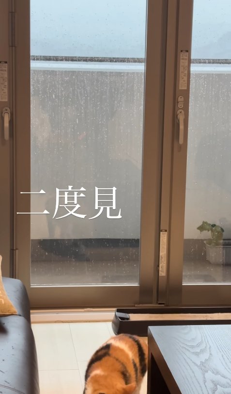 顔が見切れている猫