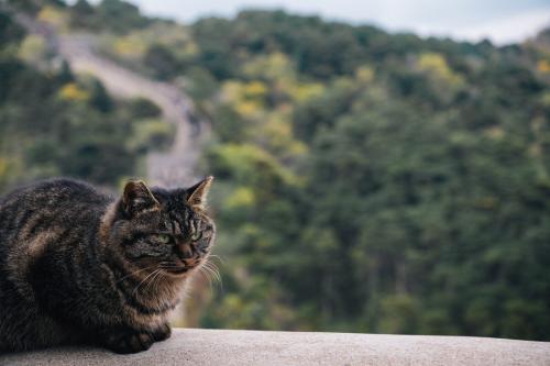 長城の上で眠そうな猫
