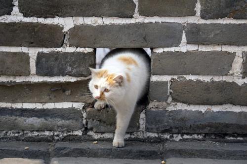 長城の穴をくぐる猫
