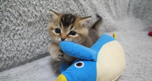 ペンギンの手にじゃれる子猫