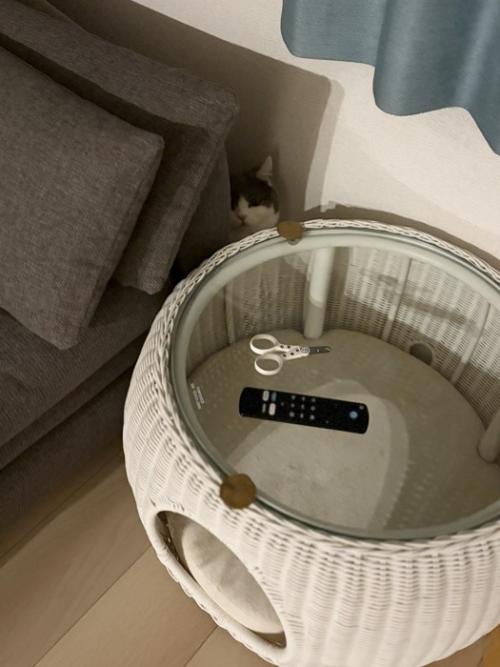 隠れる猫