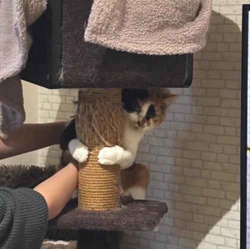 キャットタワーのポールに前足でしがみついている猫