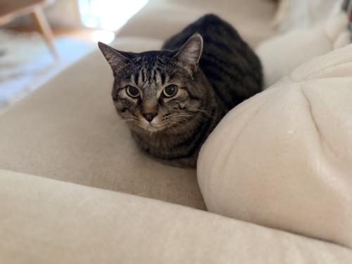 香箱座りの猫