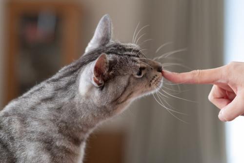 猫と人のコミュニケーション