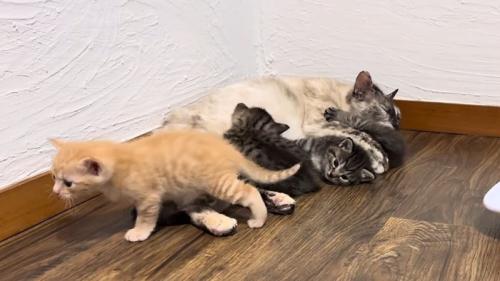 乳を飲む子猫と母猫のそばによる子猫たち
