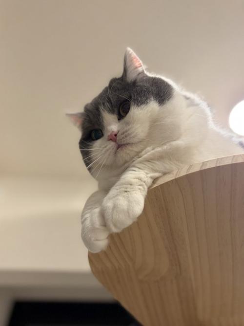下を見る猫