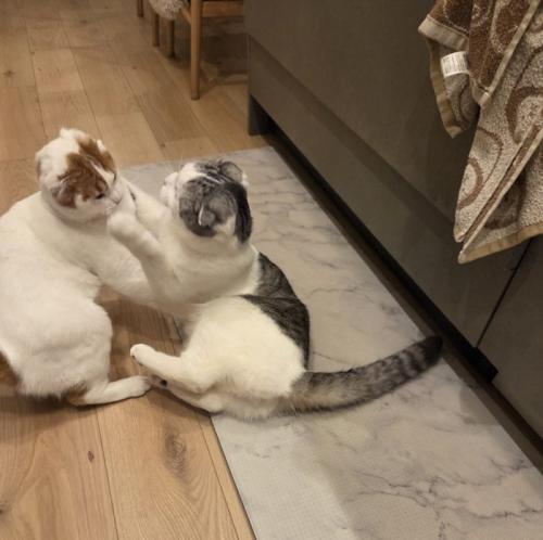 ケンカをする2匹の猫