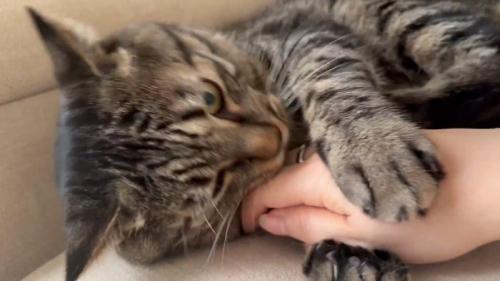 人の手を前足で挟む猫