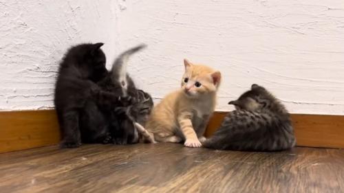 子猫たちのにゃんプロ開始（お互いぶつかり始めたところ）