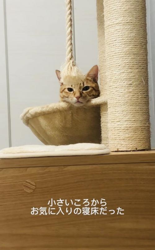 ハンモックでくつろぐ子猫