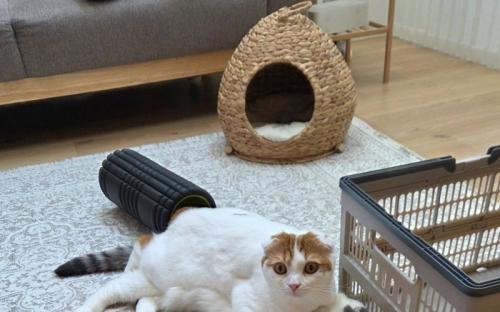 寝そべっている猫