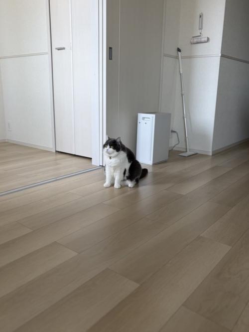 前を見る猫