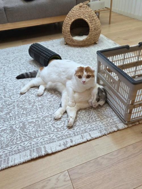 に乗っている猫