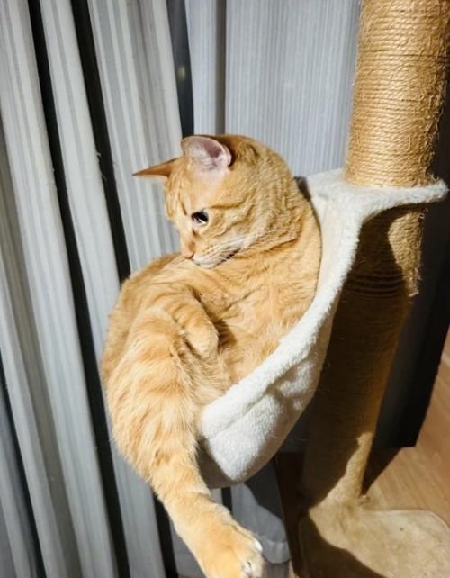 傾いたハンモックに乗る茶トラ猫