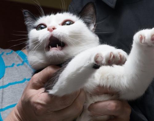 捕まってパニックになる猫