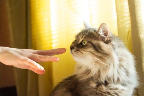 長毛猫と指