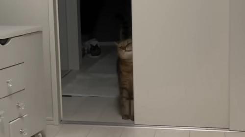 ドアにスリスリ