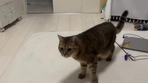 シッポをフリフリ