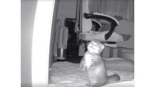 ペットカメラにうつる猫
