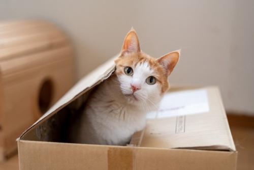 ダンボール箱の中から顔を出す猫