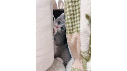 室内にいる猫