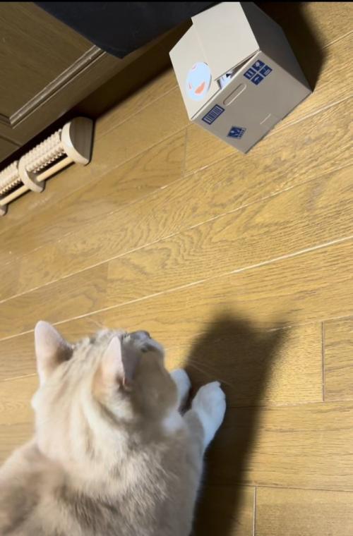 貯金箱の音にびっくりするスコティッシュフォールド