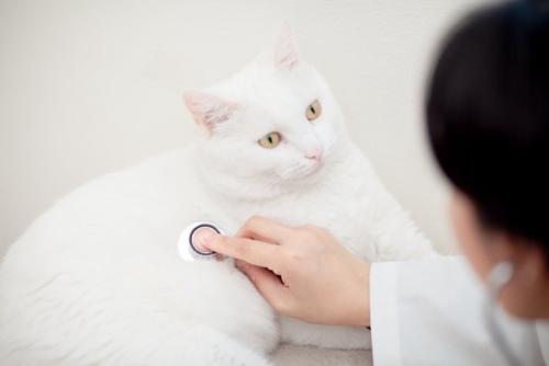 聴診器をあてられる白猫