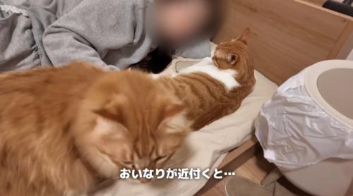 布団の上で人間に甘える猫