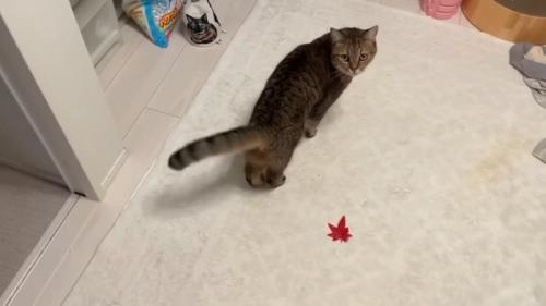 誘導中