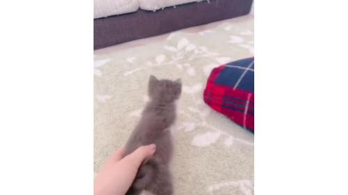 駆け回る子猫