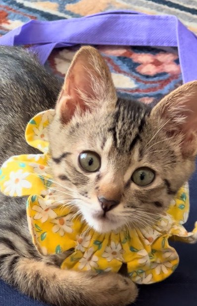 黄色い首輪をつけた子猫