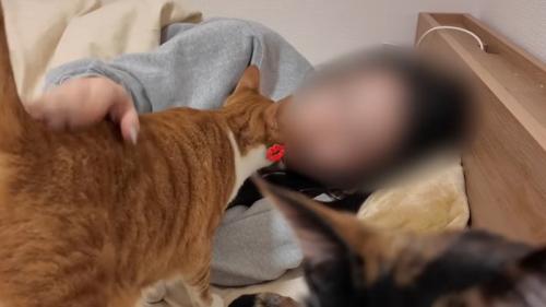 人間にキスをする猫