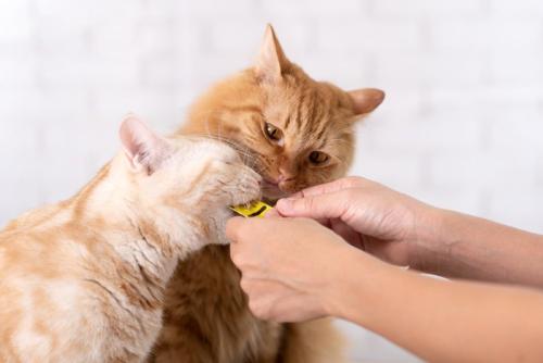 おやつをもらう2匹の猫