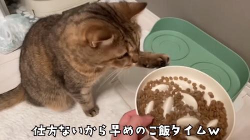 ご飯をもらう